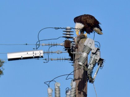 bird pole.jpg