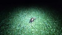 Wiesel_oder_Marder.webm