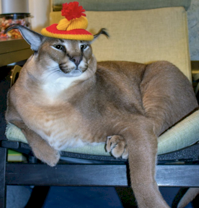big flopper in ans hat.png