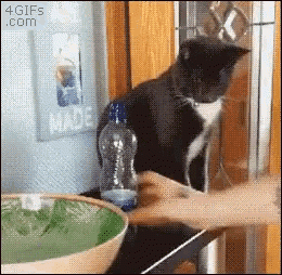 cat-table.gif