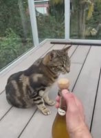 cork.mp4