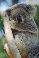 koala_sleeping_2.jpg