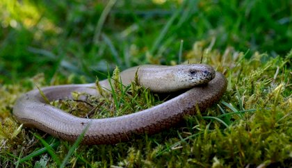 slow-worm-curled-on-moss-two-column.jpg.thumb.768.768.jpg
