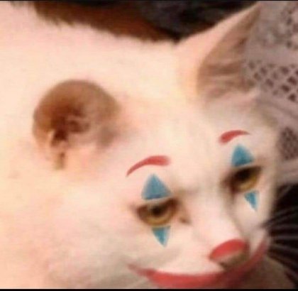 Joking cat.jpg