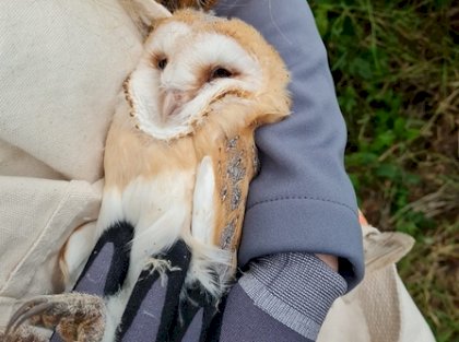 Barn owl chick 1_0.jpg