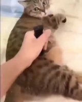 knoive_kot.mp4