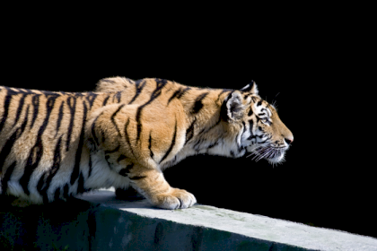 tigerlookingforprey.png