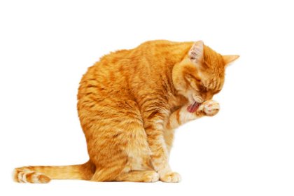 istockphoto-1330844676-612x612.jpg