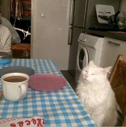 no blini.png