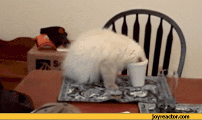 gif-cat-cup-table-915358.gif