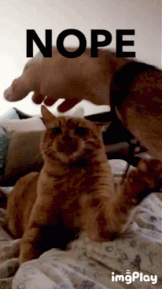 funny-animals-cat.gif