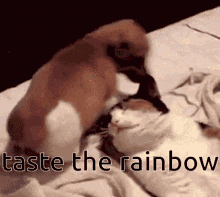 cute-dog.gif