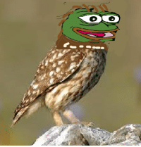 thumb_rare-owl-pepe-as-requested-27477692.png