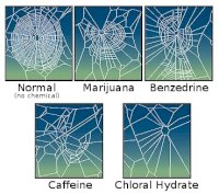 CaffeinatedSpider.jpg