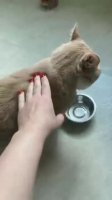 food_pls2.webm