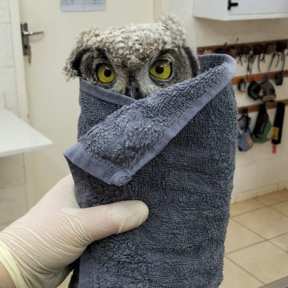 towl2.jpg