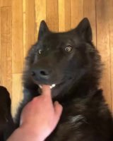 wolf.webm