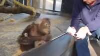 orangutan_pranked.webm