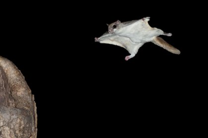 southern-flying-squirrel.jpg