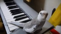 birb_totoro.webm
