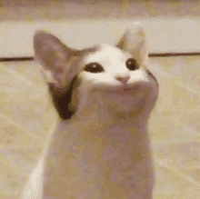8496-popcat.gif