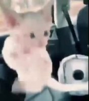 funny cat dance.mp4