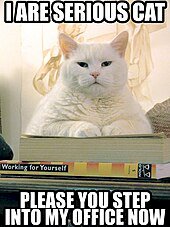 CatLolCatExample.jpg