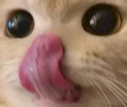 1620753393993.png