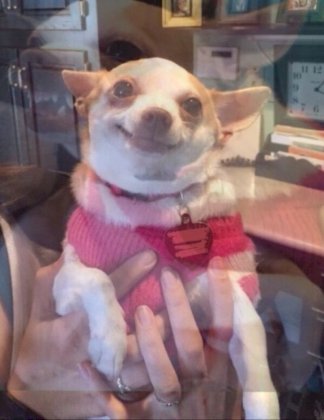 actor_dog.jpg