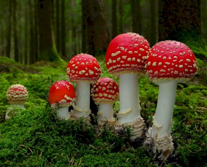 amanita muscaria.jpg