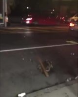 american animal lovers.mp4