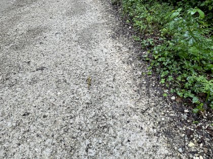 IMG_0830.jpeg
