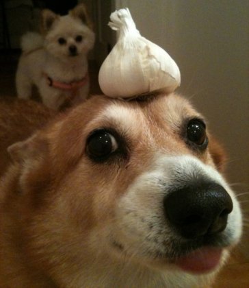 Knoblauchhund.jpg
