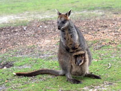swamp-wallaby-4366382.jpg