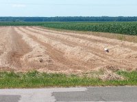 IMG_20200715_104304_7.jpg