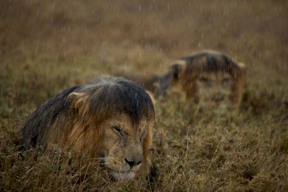 33_Michael Nichols, National Geographic (USA)_Sharing a shower.jpg