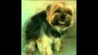 faggot dog.jpg