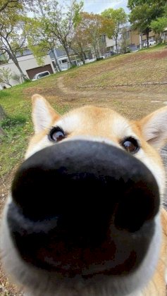 sniff3.jpg