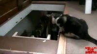 schmuser_wohnung.mp4