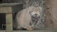 Timofey the Pallas's cat went hunting [ZjWz0QveXdg].mp4