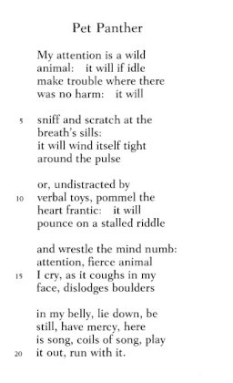 cat poem by a. r. ammons.jpg