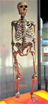 Neanderthalensis.jpg
