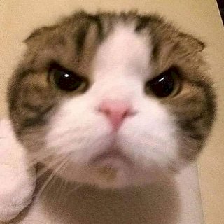 IMG_2635.jpeg