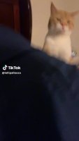 kt.mp4