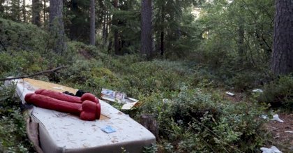 finnish forest.jpg