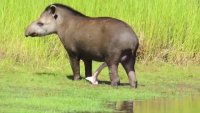 Male Tapir-V2UqDwwEROE.mp4
