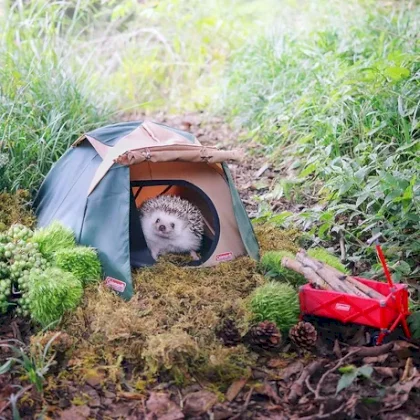 hedgehog tent.webp