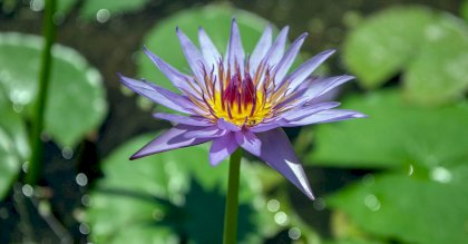 blue-lotus-flower-1200x628-facebook-1200x628.jpg