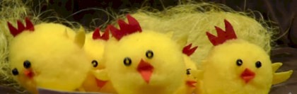 chicks.png