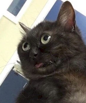 kot looking stupidly.jpg